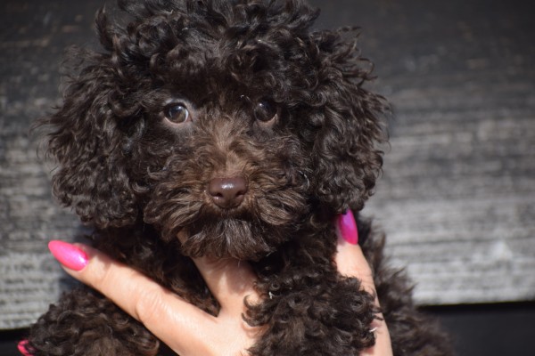 Caniche (teef) 27537