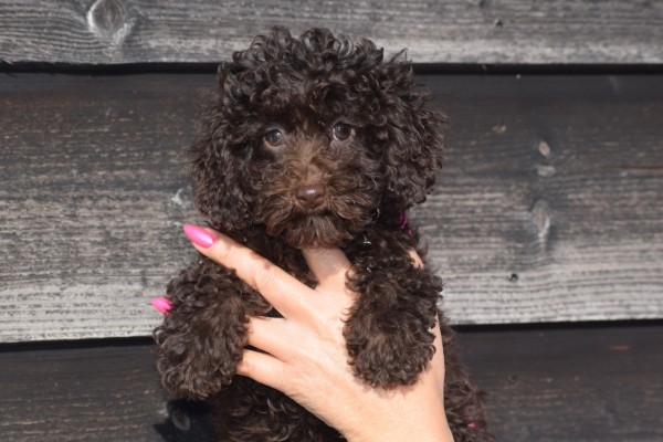 Caniche (teef) 27537