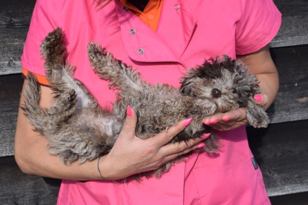 Caniche (teef) 27535