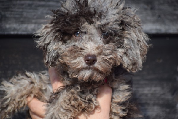 Caniche (teef) 27535