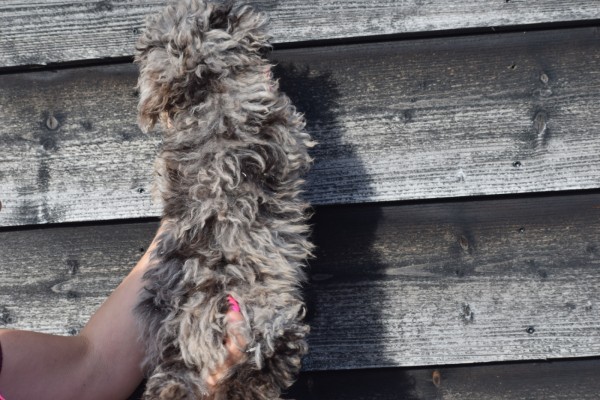 Caniche (teef) 27535