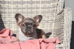 Bouldogue Francais (reu) 32375