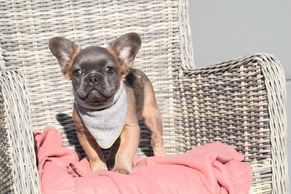 Bouldogue Francais (reu) 32375