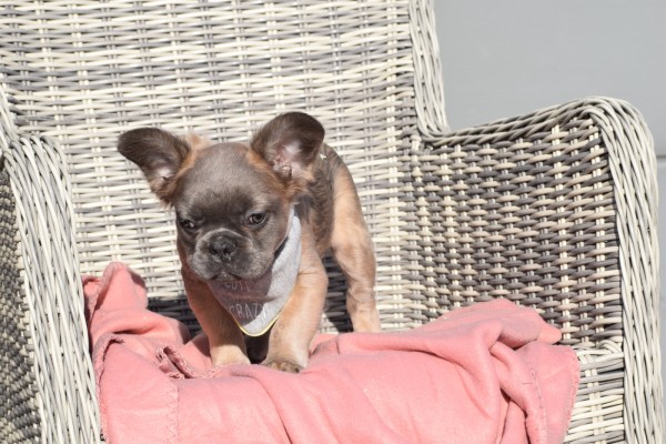 Bouldogue Francais (reu) 32375