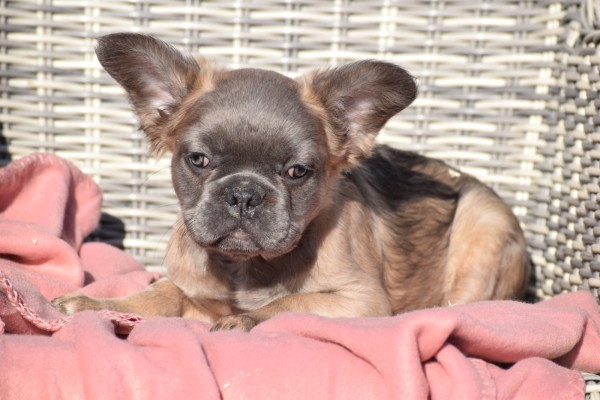 Bouldogue Francais (reu) 32375