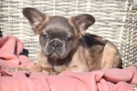 Bouldogue Francais (reu) 32375