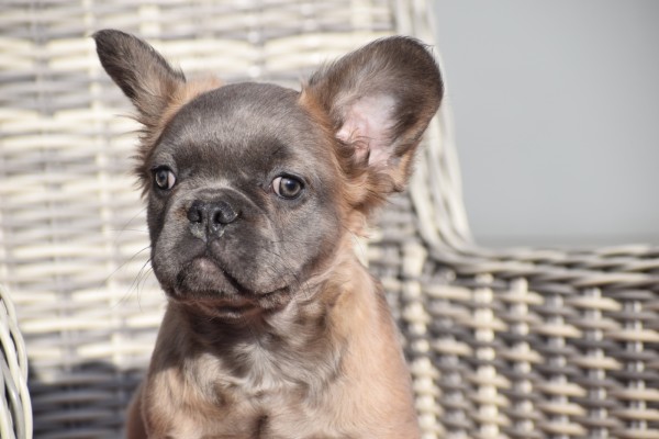 Bouldogue Francais (reu) 32375