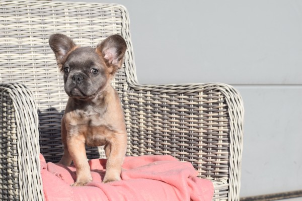 Bouldogue Francais (reu) 32375