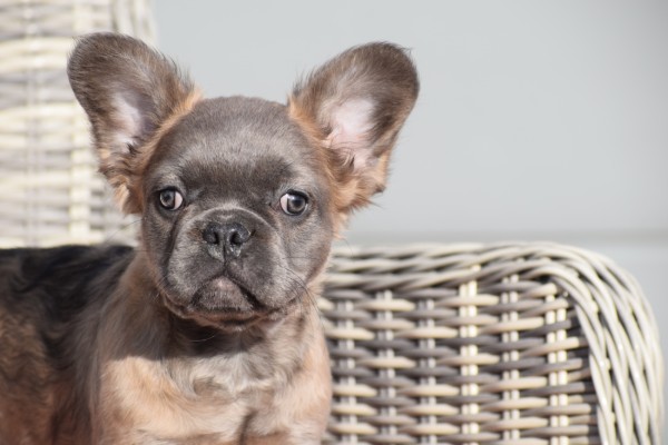 Bouldogue Francais (reu) 32375