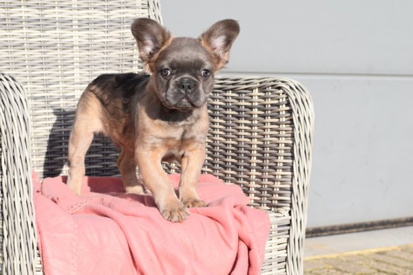 Bouldogue Francais (reu) 32375