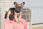 Bouldogue Francais (reu) 32375