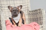 Bouldogue Francais (reu) 32375