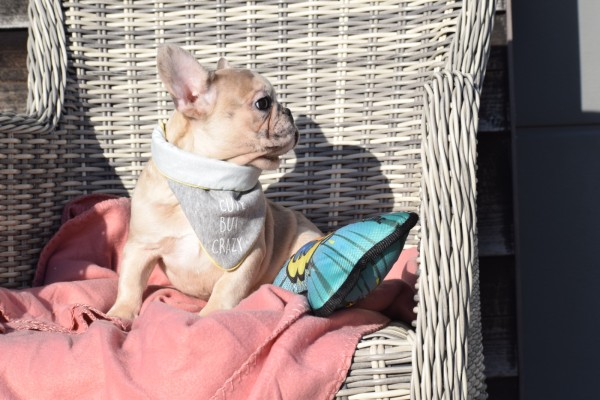 Bouldogue Francais (teef) 32380