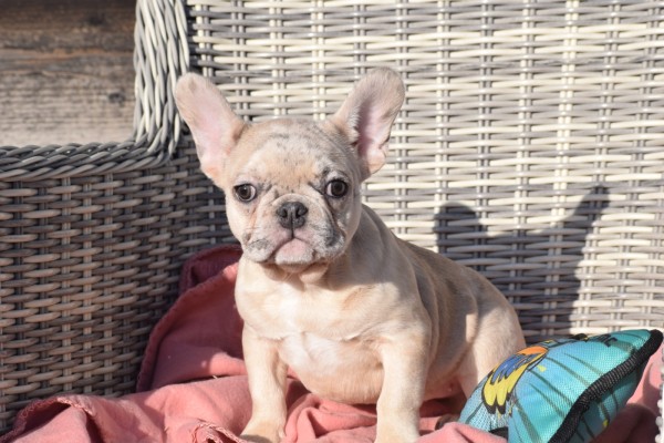 Bouldogue Francais (teef) 32380