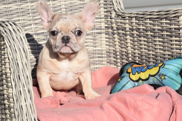 Bouldogue Francais (teef) 32380