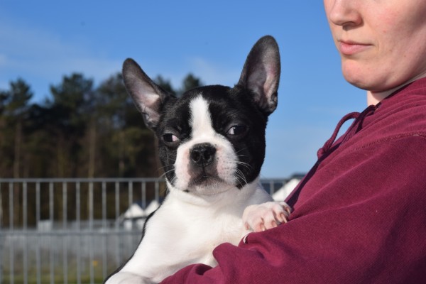 Boston Terrier (reu) 39868