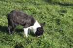 Boston Terrier (reu) 39868