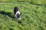Boston Terrier (reu) 39868