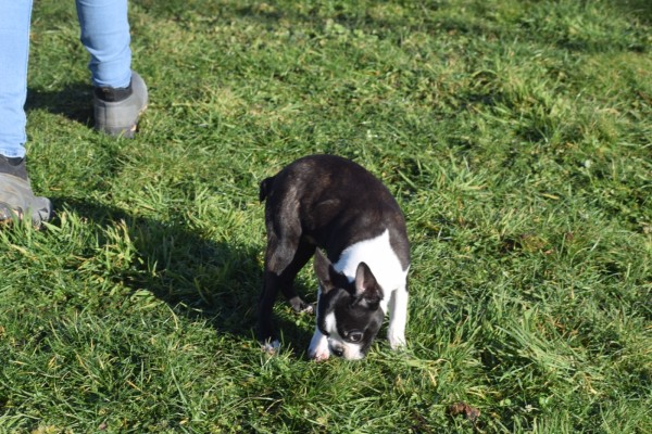 Boston Terrier (reu) 39868