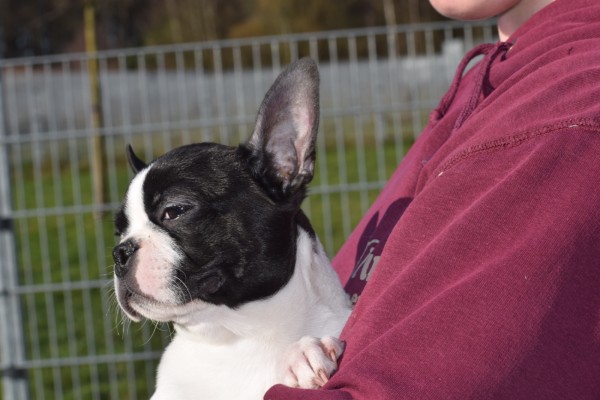 Boston Terrier (reu) 39868