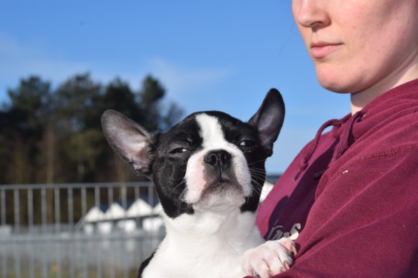 Boston Terrier (reu) 39868