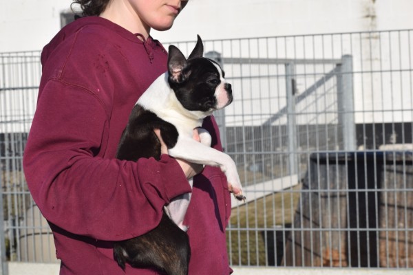 Boston Terrier (reu) 39868