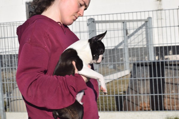 Boston Terrier (reu) 39868