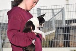 Boston Terrier (reu) 39868