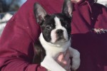 Boston Terrier (reu) 39868