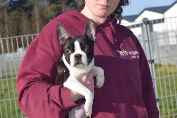 Boston Terrier (reu) 39868