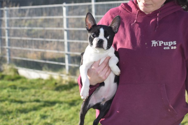 Boston Terrier (reu) 39868