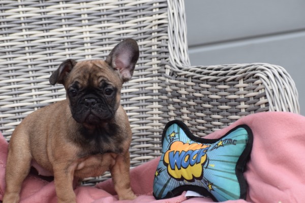 Bouldogue Francais (teef) 18317