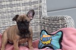 Bouldogue Francais (teef) 18317