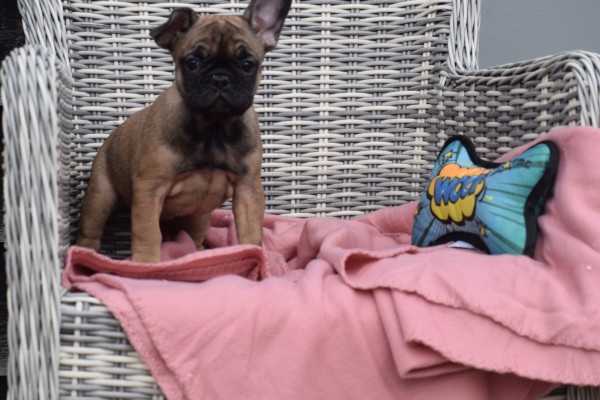 Bouldogue Francais (teef) 18317