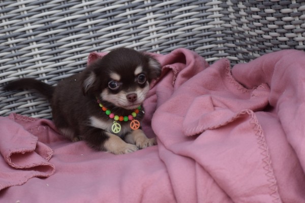 Chihuahua (reu) 26804