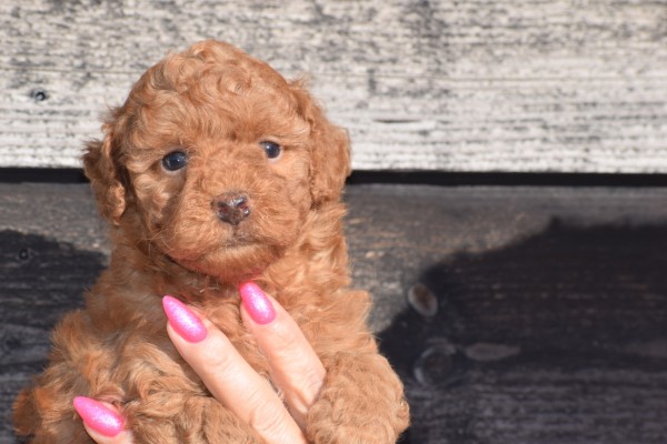 Caniche (teef) 95260