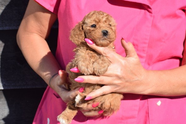 Caniche (teef) 86948