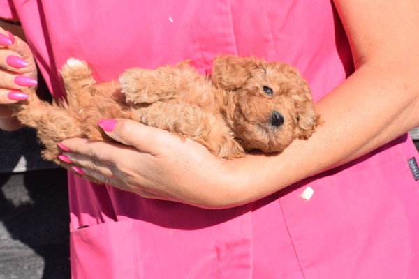 Caniche (teef) 86948