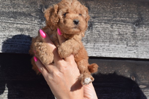 Caniche (teef) 92862