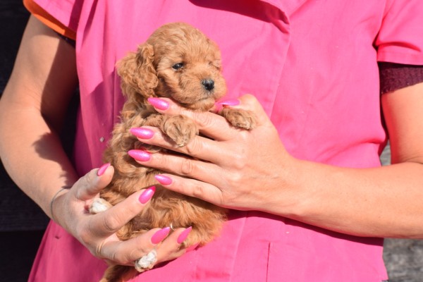 Caniche (teef) 92862