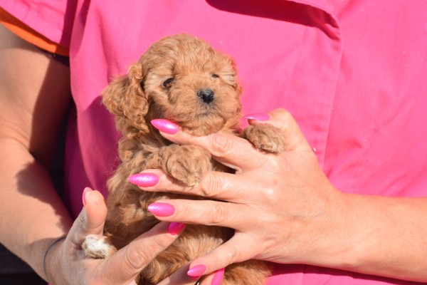 Caniche (teef) 92862