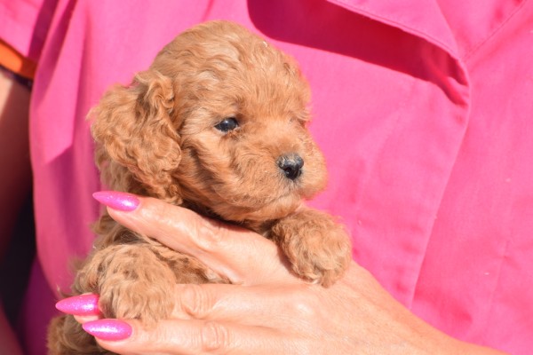 Caniche (teef) 92862