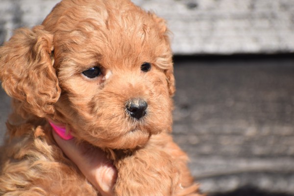 Caniche (teef) 92862