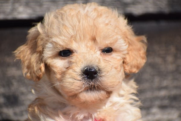 Caniche (teef) 86333