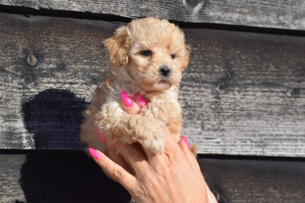 Caniche (teef) 86333