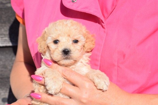 Caniche (teef) 86333