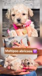 Maltipoo nestje 