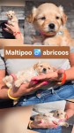 Maltipoo nestje 