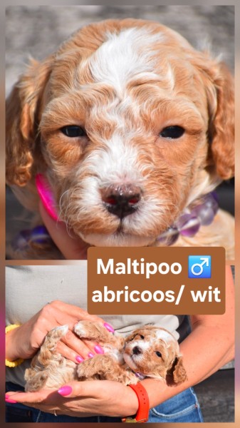 Maltipoo nestje 