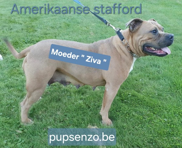 Amerikaanse stafford nestje 